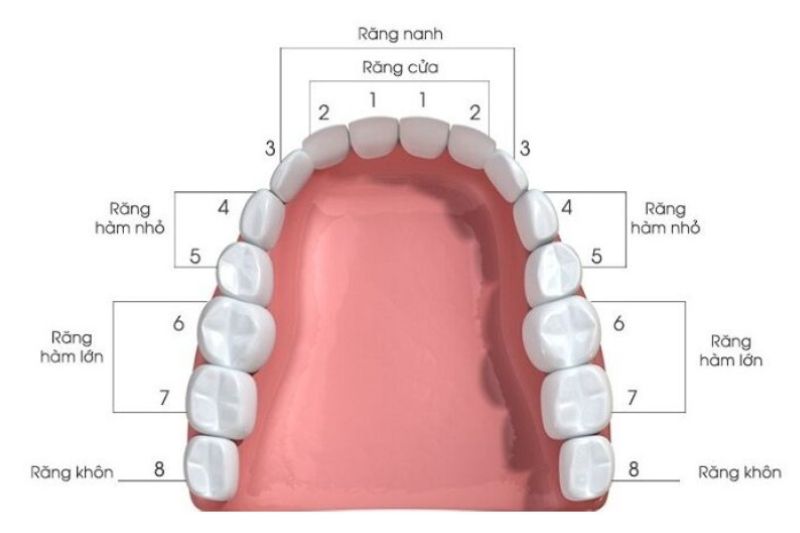 Các phương pháp trồng răng cửa hiện nay. Địa chỉ trồng răng cửa uy tín Vị trí của răng cửa và các răng khác